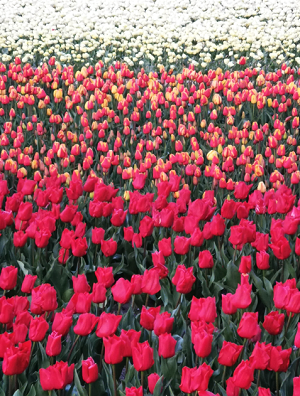 Petites champ fleurs.png